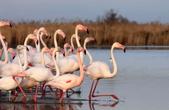 La Camargue